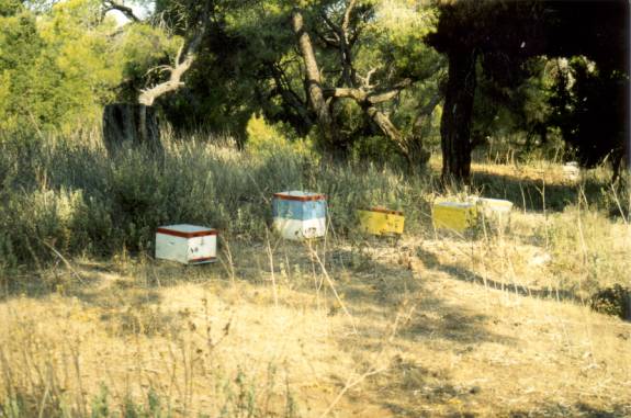 Fig. 6 Beehives in the investigation area