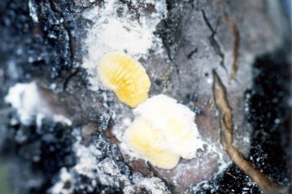 Fig. 1 Marchalina hellenica (fundatrices) in maturation, on Pinus halepensis, in spring 1992