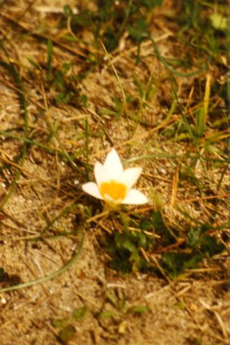 Fig. 8 Romulea bulbocodium (Iridaceae) occurs frequently on thin places in the investigation area, and is an important nectar source for honeybees in the early spring, while Anemone coronoria and Anemone hortensis (Ranunculaceae) are important pollen sour