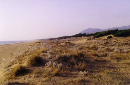 Fig. 4 View of the dune system with Ammophila littoralis (Poaceae) and Otanthus maritimus (Asterceae), in the background grey dunes with Coridothymus capitatus (Lamiaceae)