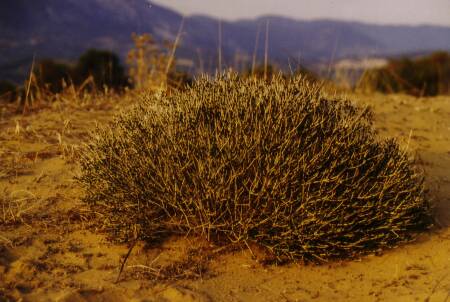Fig. 7 Choridothymus capitatus builds a globe-shape cushion, this plant form is typical for the Mediterranean area