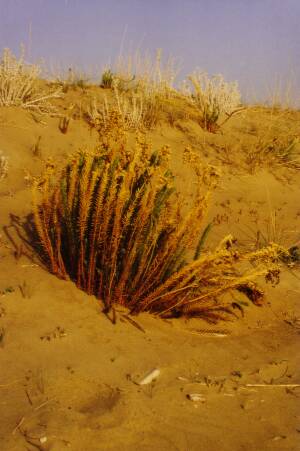 Fig. 1 Euphorbia paralias (Euphorbiaceae), in the background Otanthus maritimus (Asteraceae), dune system near the town of Zacharo, western coast of Peloponnese, April 1992