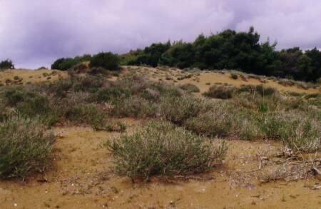 Fig. 6 Grey dunes with Coridothymus capitatus, an important nectar source for honey bees and basis for the well-known Thymeli honey in Greece