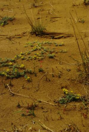 Fig. 3 Medicago marina (Fabaceae) with yellow flowers, Silene colorata (Caryophyllaceae) with pink flowers, Cyperus capitatus (Cyperaceae) and Sporobolus pungens (Poaceae), in the background tufts of Agropyron junceum (Poaceae) in April 1992