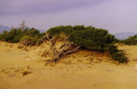 Fig. 8 Pinus halepensis in contact to the dune system
