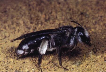 Fig. 1 Andrena agilissima female (photo: Westrich, P. 1989b)