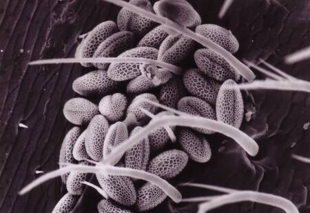 Fig. 3 Type of Brassicaceae (trizonocolpat: reticulat) (photo: electron microscope, 600 x enlargement, Erlinghagen 1991)