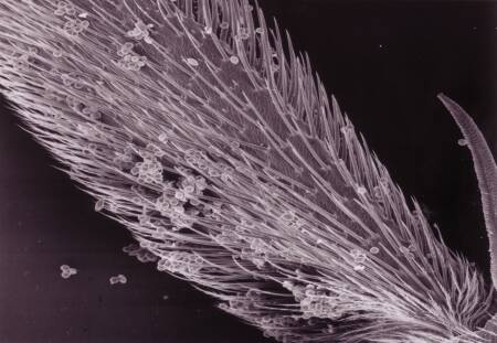 Fig. 2 Pollen load, metatarsus of Andrena agilissima (photo: electron microscope, 60 x enlargement, Erlinghagen 1991)