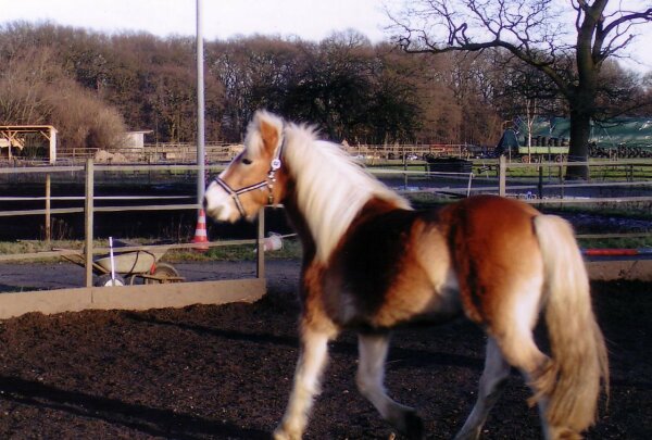 Walzer in winter 2005
