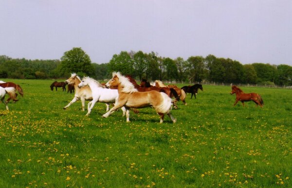 Lucky horses
