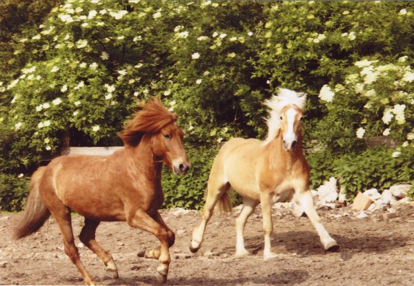 Running horses