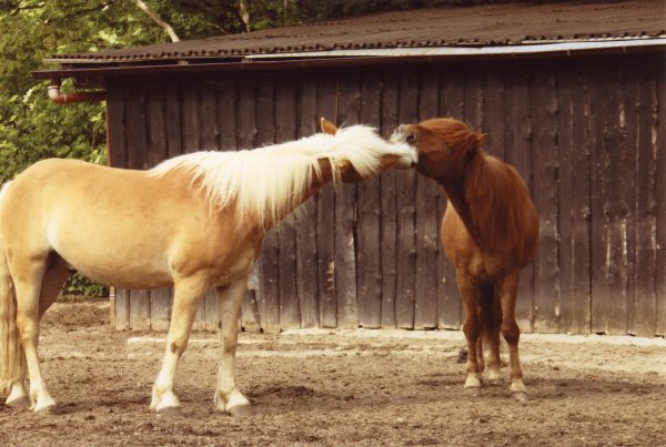 Friendly horses