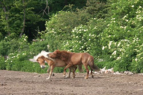 walzer-und-ein-anderes-pferd-auf-einer-koppel-15-friederike-erlinghagen-dipl-biologin-burgwedel