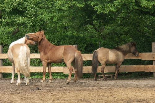 walzer-und-ein-anderes-pferd-auf-einer-koppel-2-friederike-erlinghagen-dipl-biologin-burgwedel