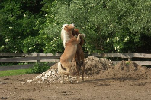 walzer-und-ein-anderes-pferd-auf-einer-koppel-21-friederike-erlinghagen-dipl-biologin-burgwedel