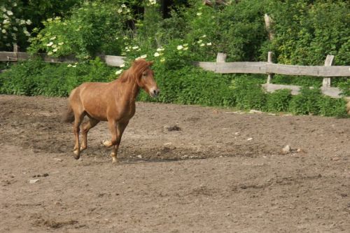 walzer-und-ein-anderes-pferd-auf-einer-koppel-22-friederike-erlinghagen-dipl-biologin-burgwedel