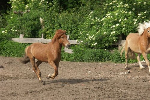 walzer-und-ein-anderes-pferd-auf-einer-koppel-23-friederike-erlinghagen-dipl-biologin-burgwedel
