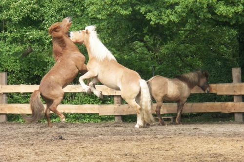 walzer-und-ein-anderes-pferd-auf-einer-koppel-5-friederike-erlinghagen-dipl-biologin-burgwedel