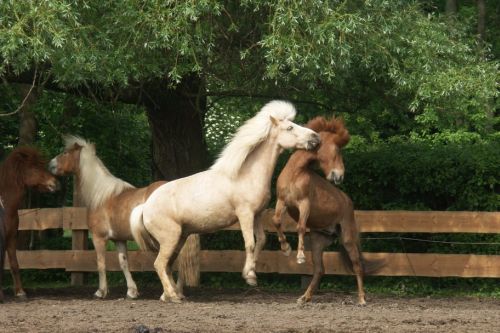 walzer-und-ein-anderes-pferd-auf-einer-koppel-7-friederike-erlinghagen-dipl-biologin-burgwedel