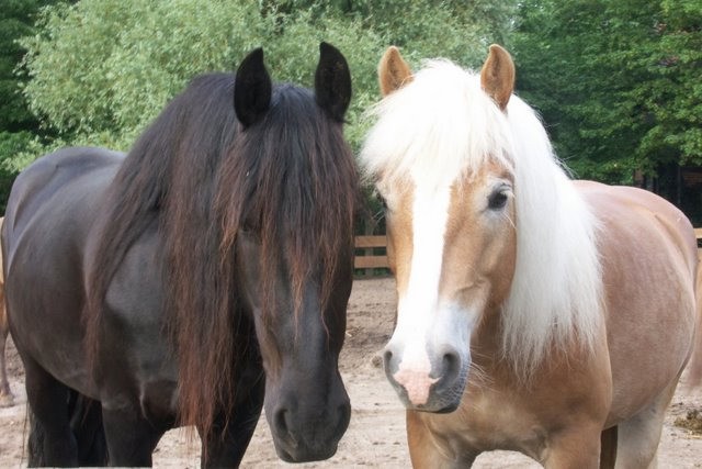 freundschaft walzer und schwarzes pferd friederike erlinghagen dipl biologin burgwedel freundschaft walzer und schwarzes pferd friederike erlinghagen dipl biologin burgwedel