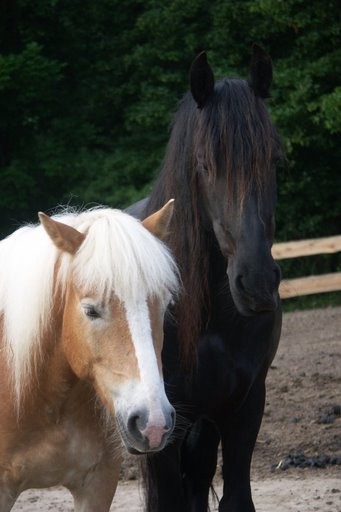 freundschaft walzer und schwarzes pferd friederike erlinghagen dipl biologin burgwedel freundschaft walzer und schwarzes pferd friederike erlinghagen dipl biologin burgwedel