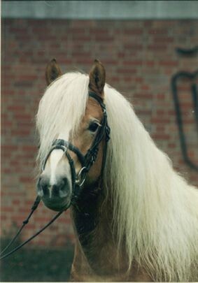liz wirbelwind vater offene maehne friederike erlinghagen dipl biologin burgwedel liz wirbelwind vater offene maehne friederike erlinghagen dipl biologin burgwedel