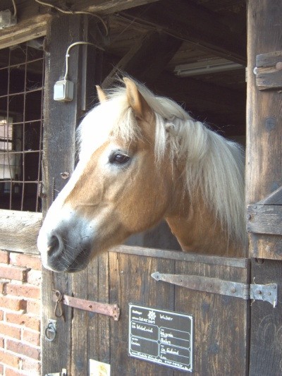 walzer kopf schaut aus stallfenster friederike erlinghagen dipl biologin burgwedel walzer kopf schaut aus stallfenster friederike erlinghagen dipl biologin burgwedel
