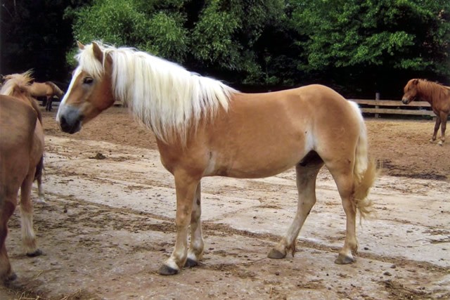 walzer auf einem hof friederike erlinghagen dipl biologin burgwedel walzer auf einem hof friederike erlinghagen dipl biologin burgwedel