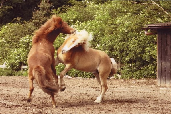 walzer in aktion sommer friederike erlinghagen dipl biologin burgwedel walzer in aktion sommer friederike erlinghagen dipl biologin burgwedel