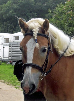 walzer sommer geflochtene maehne friederieke erlinghagen dipl biologin burgwedel walzer sommer geflochtene maehne friederieke erlinghagen dipl biologin burgwedel