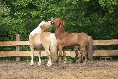 walzer und ein anderes pferd auf einer koppel friederike erlinghagen dipl biologin burgwedel walzer und ein anderes pferd auf einer koppel friederike erlinghagen dipl biologin burgwedel