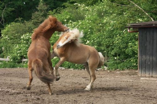 walzer und ein anderes pferd auf einer koppel friederike erlinghagen dipl biologin burgwedel walzer und ein anderes pferd auf einer koppel friederike erlinghagen dipl biologin burgwedel
