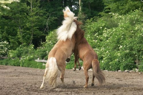 walzer und ein anderes pferd auf einer koppel friederike erlinghagen dipl biologin burgwedel walzer und ein anderes pferd auf einer koppel friederike erlinghagen dipl biologin burgwedel