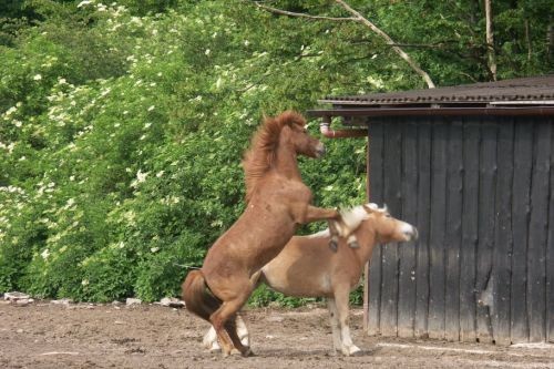 walzer und ein anderes pferd auf einer koppel friederike erlinghagen dipl biologin burgwedel walzer und ein anderes pferd auf einer koppel friederike erlinghagen dipl biologin burgwedel