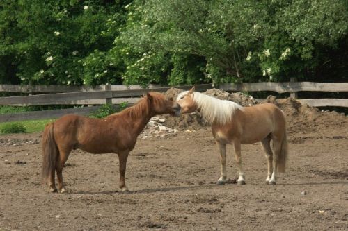walzer und ein anderes pferd auf einer koppel friederike erlinghagen dipl biologin burgwedel walzer und ein anderes pferd auf einer koppel friederike erlinghagen dipl biologin burgwedel