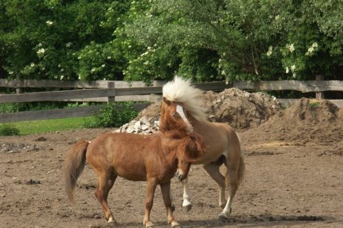 walzer und ein anderes pferd auf einer koppel friederike erlinghagen dipl biologin burgwedel walzer und ein anderes pferd auf einer koppel friederike erlinghagen dipl biologin burgwedel