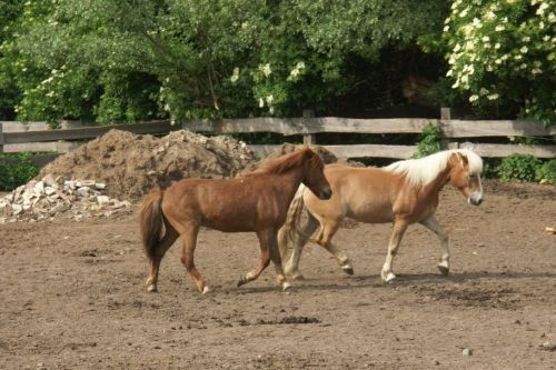 walzer und ein anderes pferd auf einer koppel friederike erlinghagen dipl biologin burgwedel walzer und ein anderes pferd auf einer koppel friederike erlinghagen dipl biologin burgwedel