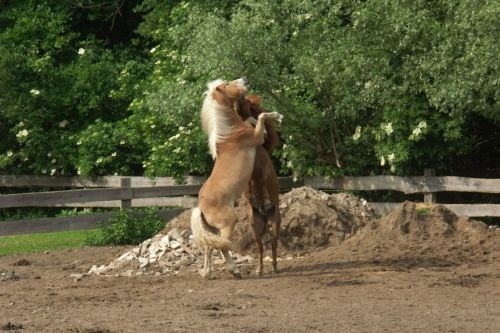walzer und ein anderes pferd auf einer koppel friederike erlinghagen dipl biologin burgwedel walzer und ein anderes pferd auf einer koppel friederike erlinghagen dipl biologin burgwedel