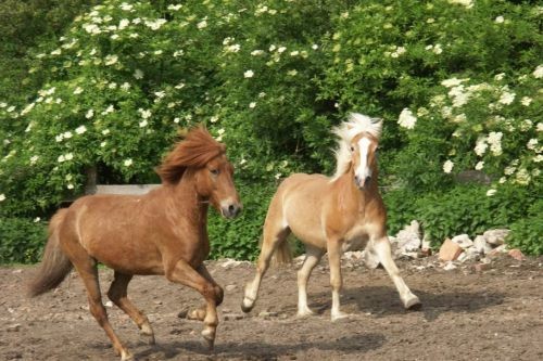 walzer und ein anderes pferd auf einer koppel friederike erlinghagen dipl biologin burgwedel walzer und ein anderes pferd auf einer koppel friederike erlinghagen dipl biologin burgwedel
