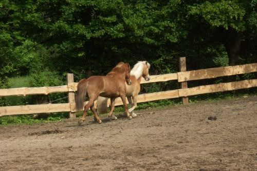 walzer und ein anderes pferd auf einer koppel friederike erlinghagen dipl biologin burgwedel walzer und ein anderes pferd auf einer koppel friederike erlinghagen dipl biologin burgwedel