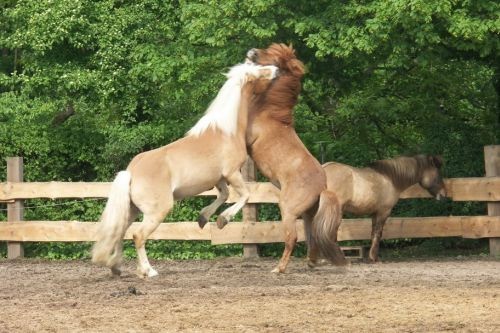walzer und ein anderes pferd auf einer koppel friederike erlinghagen dipl biologin burgwedel walzer und ein anderes pferd auf einer koppel friederike erlinghagen dipl biologin burgwedel