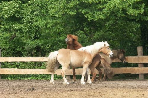 walzer und ein anderes pferd auf einer koppel friederike erlinghagen dipl biologin burgwedel walzer und ein anderes pferd auf einer koppel friederike erlinghagen dipl biologin burgwedel
