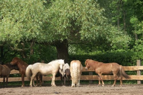 walzer und ein anderes pferd auf einer koppel friederike erlinghagen dipl biologin burgwedel walzer und ein anderes pferd auf einer koppel friederike erlinghagen dipl biologin burgwedel