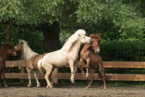 walzer und ein anderes pferd auf einer koppel friederike erlinghagen dipl biologin burgwedel walzer und ein anderes pferd auf einer koppel friederike erlinghagen dipl biologin burgwedel