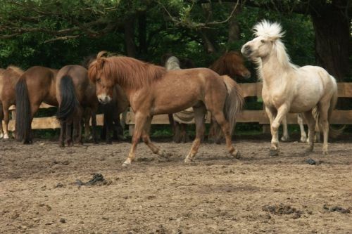 walzer und ein anderes pferd auf einer koppel friederike erlinghagen dipl biologin burgwedel walzer und ein anderes pferd auf einer koppel friederike erlinghagen dipl biologin burgwedel