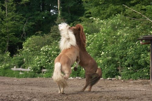 walzer und ein anderes pferd auf einer koppel friederike erlinghagen dipl biologin burgwedel walzer und ein anderes pferd auf einer koppel friederike erlinghagen dipl biologin burgwedel