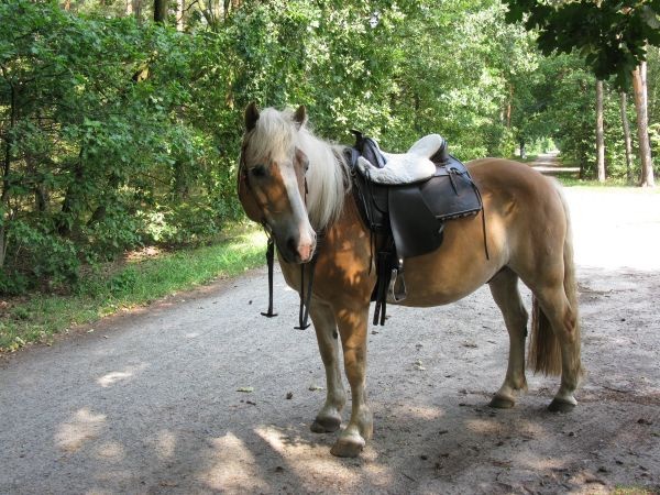 walzer seit 2014 signal und westernreiten friederike erlinghagen dipl biologin burgwedel walzer seit 2014 signal und westernreiten friederike erlinghagen dipl biologin burgwedel