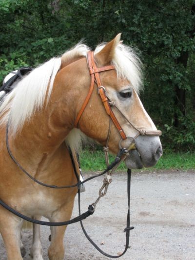 walzer seit014 signal und westernreiten friederike erlinghagen dipl biologin burgwedel walzer seit014 signal und westernreiten friederike erlinghagen dipl biologin burgwedel