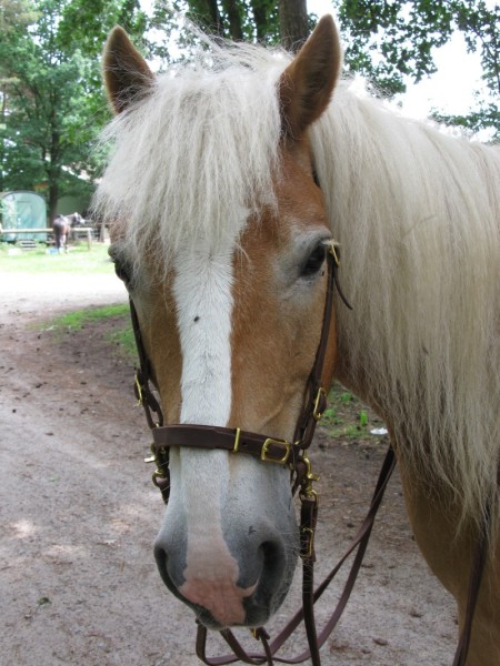 walzer seit 2014 signal und westernreiten friederike erlinghagen dipl biologin burgwedel walzer seit 2014 signal und westernreiten friederike erlinghagen dipl biologin burgwedel