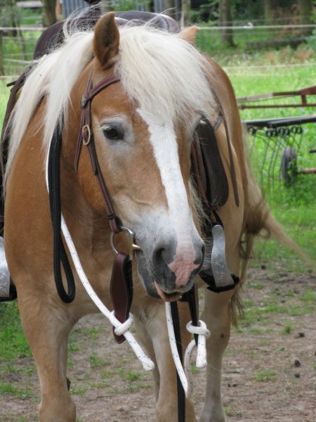 walzer seit 2014 signal und westernreiten friederike erlinghagen dipl biologin burgwedel walzer seit 2014 signal und westernreiten friederike erlinghagen dipl biologin burgwedel